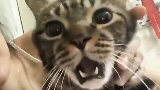 Kumpulan Aksi Kucing Acak Ini Akan Mengusir Kebosanan Anda/    These Random Cat Fails Will Cure Your Boredom
