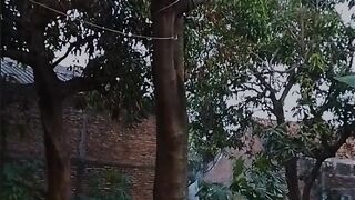 memetik mangga dengan cara unik