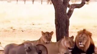 Dasar babi sombong ???? - Tigerasia88