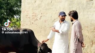 Comedy Video 29