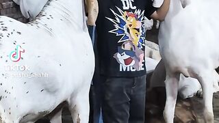 Beautiful Biggest Goat