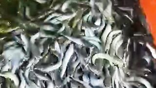 SPEKTAKULER❗Pembesaran lele 3000 ekor habis pakan 7 sak