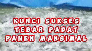 Kunci sukses budidaya lele tebar padat panen maksimal