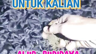 Dari bibit 2-3cm sampai 6-8cm Berapa lama Berapa pakannya