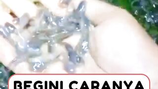 MAU Bibit lele montok tapi hemat pakan❗Begini caranya