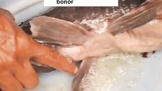 TERNYATA ini penyebab UTAMA telur lele BONOR atau gagal menetas  #pemijahanlele