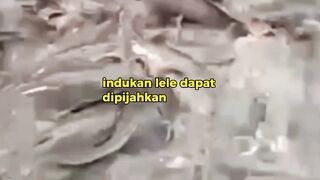 Berapa lama INDUK LELE dipijahkan lagi setelah pemijahan PERTAMA❓