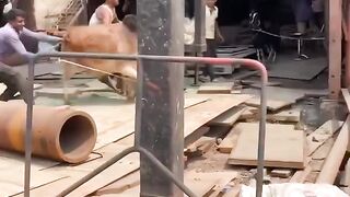 ইদুল আযহা।।। গরু খেপসে