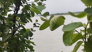 নদীর পাশে গাছ