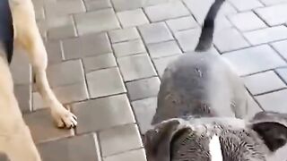 Funny dogs 26