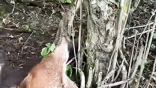 মা ঘোড়াটি দাঁড়িয়ে সবটা দেখছিলো_ ????