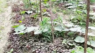 শীত কালিন শাক সবজির খেতে