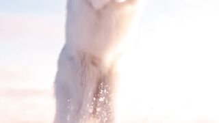 Blind Arctic Fox Never Misses