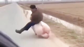 PIG ROCKET!  Świńska rakieta!