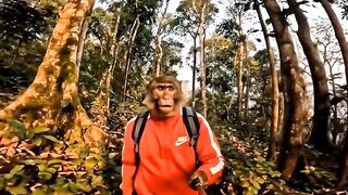 Chaos & Bananas! ???? Spending A Day With The Funniest Monkeys