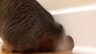 Die mouse! Umrzyj mysz!