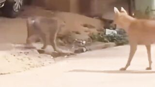 Videos funny 5