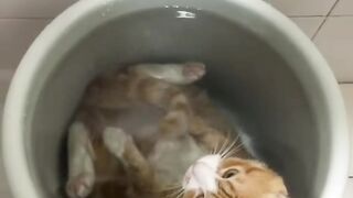 Orange Cat Logic Makes No Sense