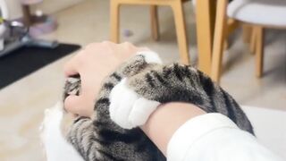 My Cat's Dramatic Reaction to Getting Petted!"