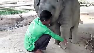 baby elephant