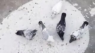 Pigeon 12