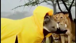 apaan sihh???????????? - Tigerasia88