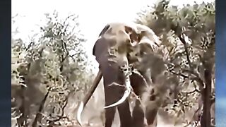Gajah terbesar dalam sejarah
