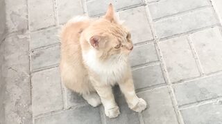 Cat ❤️❤️