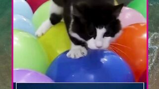 kucing gemeteran