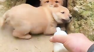 Doge children