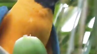 মেকাও পাখি