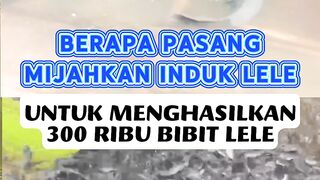 Untuk menghasilkan 300rb bibit lele berapa pasang mijahkan induk lele
