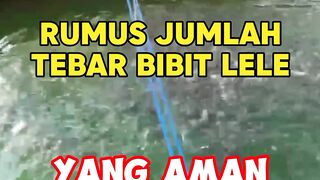 Rumus jumlah tebar bibit lele yang aman bagi pemula