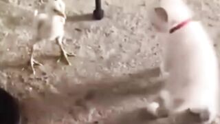Cat and chick fighting