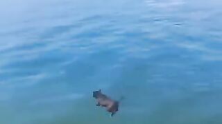 funny animals video 2026