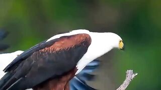 The Perfect African Duet ???????? The call of the African fish eagle is one of the most iconic sounds of the African wilderness