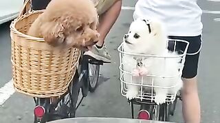 The dog is a real dog_ but the person is utterly inhuman. Haha.????