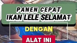 Panen cepat ikan lele selamat dengan alat ini