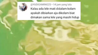 2 Resiko jika ada lele mati dikolam lalu kalian biarkan