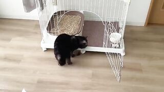 After having the cage cleaned with non-alcoholic wet wipes because it was dirty, my pet started acting strangely.