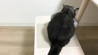 Brushing the back and tail
