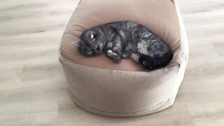 sleeping cat 3