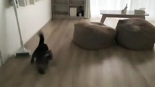 Is it some kind of signal when they suddenly start running around the room?