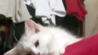 my cute cat | funny cat | video