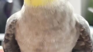 Skater Corgi Steals the Spotlight