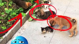 This House Is Pure Chaos