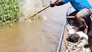 Amazing way of catching fish with sharpened bamboo