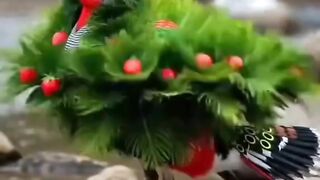 beautiful bird 9