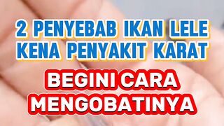 Penyebab ikan lele kena penyakit karat dan cara mengobatinya