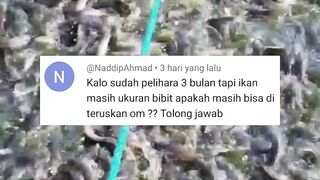 PANTAS saja ikan LELE gak mau BESAR❗Ternyata BEGINI